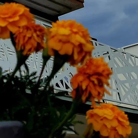 Sunshine Baum בית הארחה